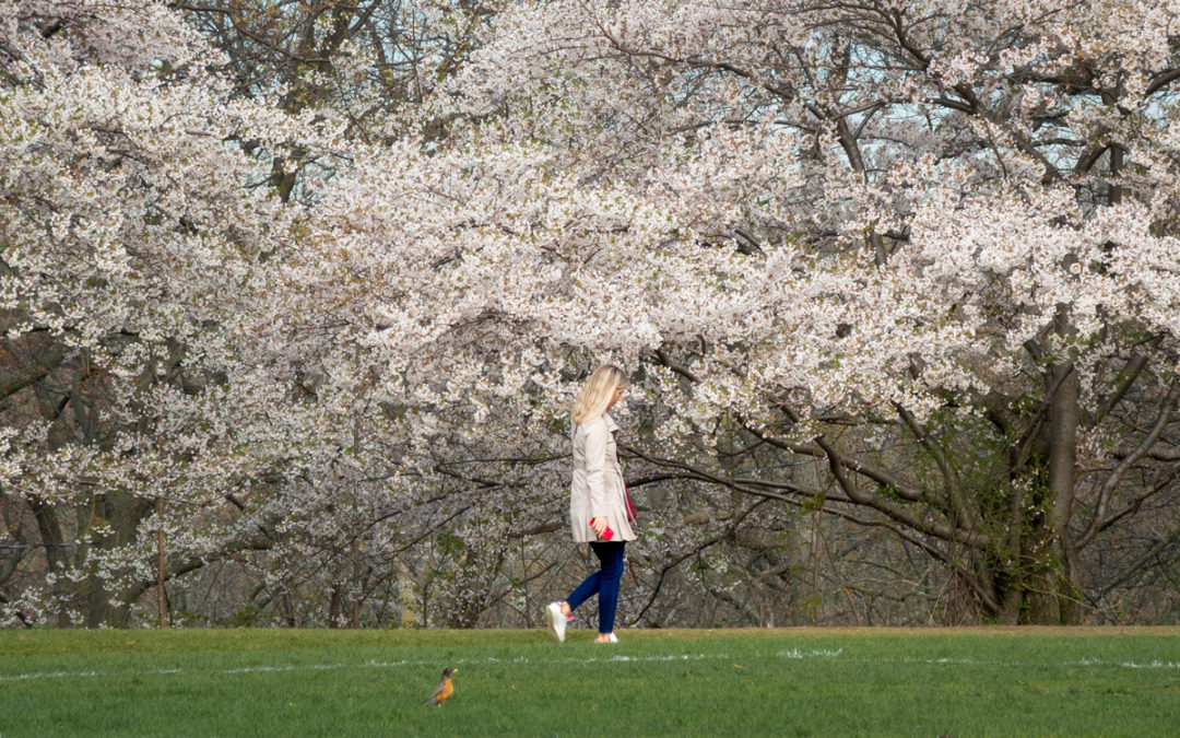 High Park cherry blossoms by @mikesimpson.ms