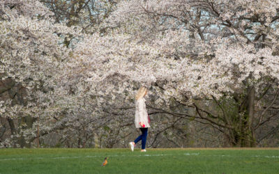 My Life in Toronto During Pandemic (Slow Spring)